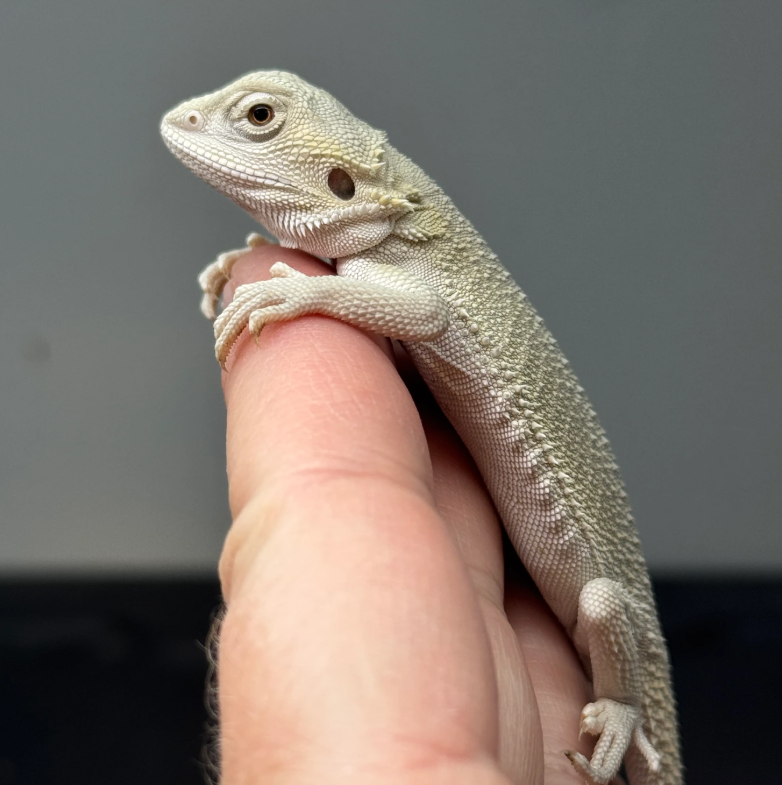 White Bearded Dragon – Premium Exotic Reptile Pet